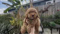 AKC BEAUTIFUL boy READY TODAY, a male Poodle - Miniature  for sale in San Diego, CA – Photo 1 of 10