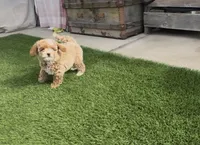 Purple READY TO GO HOME TODAY, a female Bichon Frise and Poodle - Toy  for sale in San Diego, CA – Photo 7 of 10