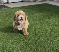 Purple READY TO GO HOME TODAY, a female Bichon Frise and Poodle - Toy  for sale in San Diego, CA – Photo 10 of 10