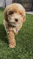 Purple READY TO GO HOME TODAY, a female Bichon Frise and Poodle - Toy  for sale in San Diego, CA – Photo 1 of 10