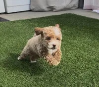 Purple READY TO GO HOME TODAY, a female Bichon Frise and Poodle - Toy  for sale in San Diego, CA – Photo 5 of 10