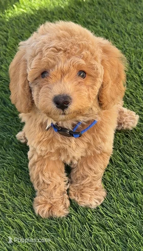 Miko 💙 Adorable Bichpoo Puppy | Designer dog – Poodle - Toy , Bichpoo puppy for sale in San Diego, CA