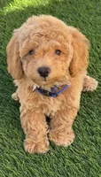 Miko 💙 Adorable Bichpoo Puppy | Designer dog, a male Poodle - Toy  and Bichpoo for sale in San Diego, CA – 1 of 10