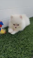 AKC fulll rights CREAMY  girl ready to go home now, a female Pomeranian for sale in San Diego, CA – 3 of 9