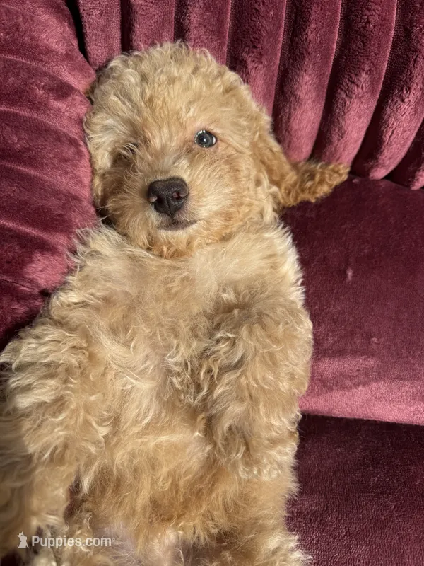 Champ baby boy, a male Poodle - Toy  and Bichpoo for sale in San Diego, CA – 1 of 10