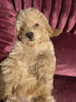 Champ baby boy, a male Poodle - Toy  and Bichpoo for sale in San Diego, CA – 1 of 10