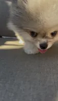 Blue eyes merle pomeranian boy , a male Pomeranian for sale in San Diego, CA – 9 of 10