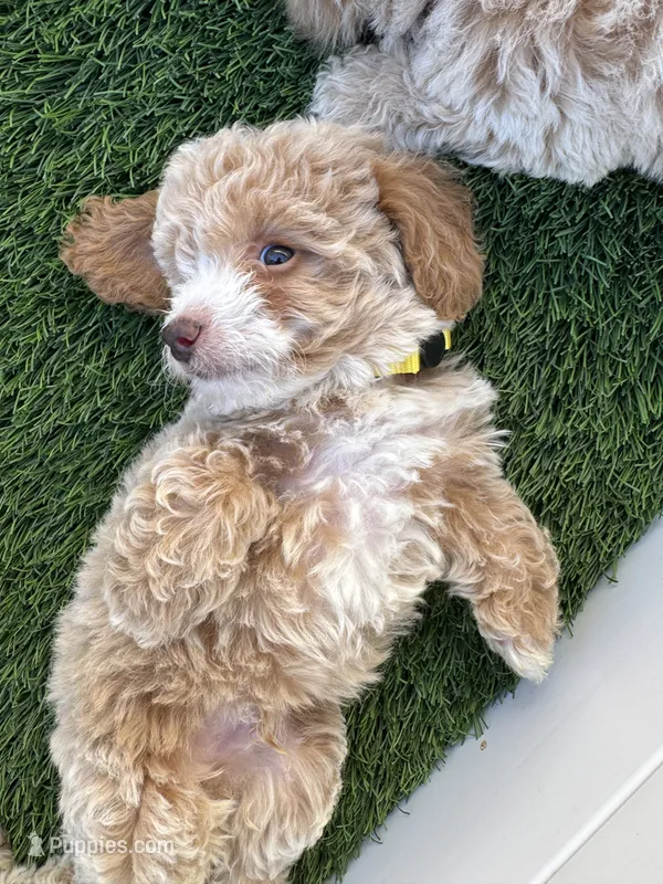 Happy 💛 Adorable Bichpoo Puppy | Designer Companion – Poodle - Toy , Bichpoo puppy for sale in San Diego, CA