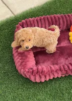 Miko 💙 Adorable Puppy | ready to go home now, a male Bichpoo for sale in San Diego, CA – 2 of 10