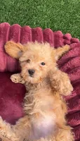 Daisy ready to go home NOW!, a female Poodle - Toy  for sale in San Diego, CA – 9 of 10