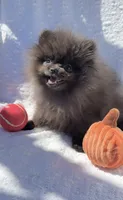Thor AKC playful and calm puppy, a male Pomeranian for sale in San Diego, CA – 2 of 7