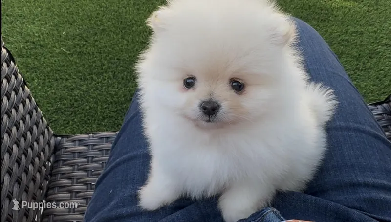 Baby girl  – Pomeranian puppy for sale in San Diego, CA