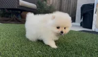 Baby girl , a female Pomeranian for sale in San Diego, CA – Photo 2 of 10