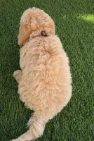Grizzly 🤎 Adorable Puppy | Designer puppy, a male Bichpoo for sale in San Diego, CA – 8 of 10
