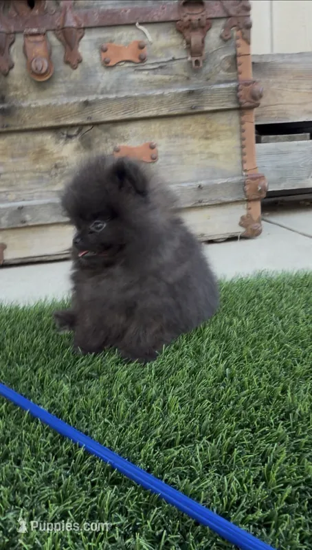 teddy bear face AKC full rights super tiny – Pomeranian puppy for sale in San Diego, CA