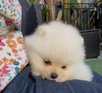 toy baby girl ready to home now, a female Pomeranian for sale in San Diego, CA – 5 of 8