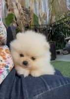 toy baby girl ready to home now, a female Pomeranian for sale in San Diego, CA – 2 of 8