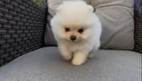 toy baby girl ready to home now, a female Pomeranian for sale in San Diego, CA – 7 of 8