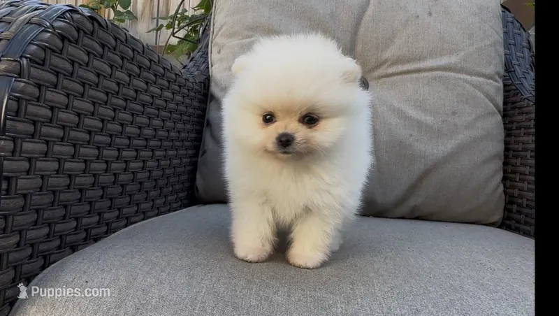 toy baby girl ready to home now – Pomeranian puppy for sale in San Diego, CA