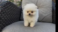 toy baby girl ready to home now, a female Pomeranian for sale in San Diego, CA – 1 of 8