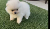 toy baby girl ready to home now, a female Pomeranian for sale in San Diego, CA – 8 of 8