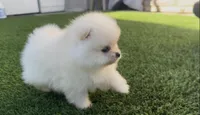 toy baby girl ready to home now, a female Pomeranian for sale in San Diego, CA – 6 of 8