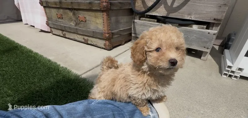 Gray baby boy ready to go home TODAY – Bichon Frise, Poodle - Toy  puppy for sale in San Diego, CA