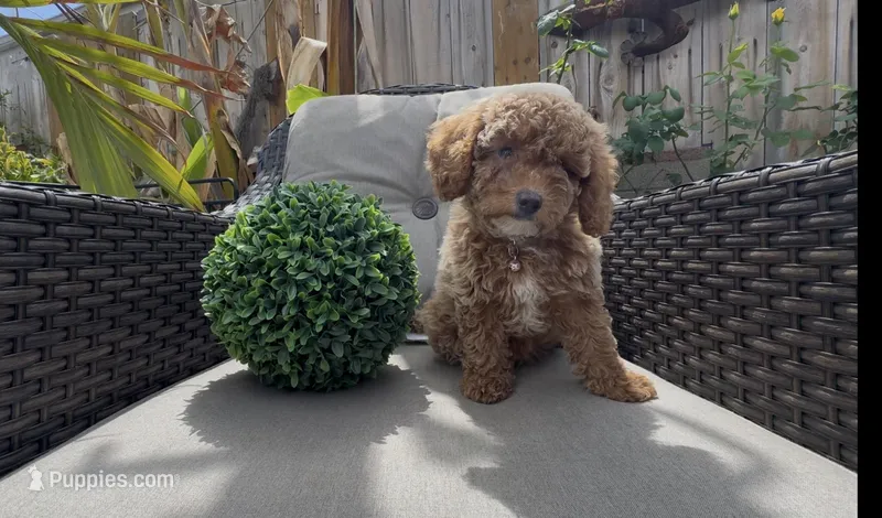 Pinky Ready to go Home TODAY – Bichon Frise, Poodle - Toy  puppy for sale in San Diego, CA