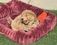 Miko 💙 Adorable Puppy | ready to go home now, a male Bichpoo for sale in San Diego, CA – 2 of 10