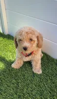 Angel ❤️ Adorable doodle Puppy | Designer Companion, a male Poodle - Toy  for sale in San Diego, CA – 3 of 10