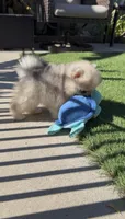 Blue eyes merle pomeranian boy, ready now , a male Pomeranian for sale in San Diego, CA – 4 of 10