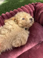 Champ baby boy, a male Poodle - Toy  and Bichpoo for sale in San Diego, CA – 6 of 10
