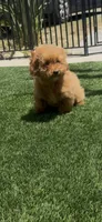 litte red puppy girl, a female Poodle - Toy  and Bichpoo for sale in San Diego, CA – 5 of 10