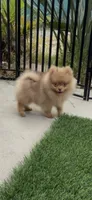 embark tested Chocolate Merle girl , a female Pomeranian for sale in San Diego, CA – 7 of 9
