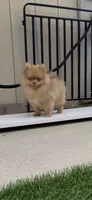 Rare Embark DNA Tested Chocolate Sable Merle Female Pomeranian, a female Pomeranian for sale in San Diego, CA – 4 of 10