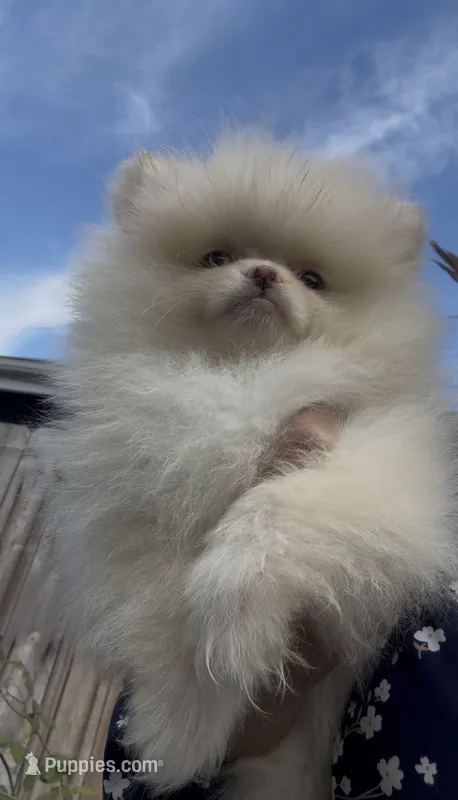 AKC happy baby girl  ready now DNA tested  – Pomeranian puppy for sale in San Diego, CA