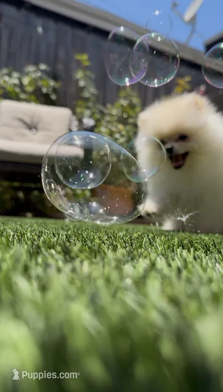 Paris tiny girl – Pomeranian puppy for sale in San Diego, CA