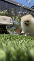 Paris tiny girl, a female Pomeranian for sale in San Diego, CA – 1 of 9