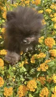 Shadow Micro Pomeranian Calm Pup, a male Pomeranian for sale in San Diego, CA – 3 of 6