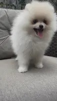 Baby Queen , a female Pomeranian for sale in San Diego, CA – 8 of 9