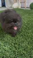 AKC tiny shadow boy, a male Pomeranian for sale in San Diego, CA – 4 of 9