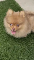 embark tested Chocolate Merle girl , a female Pomeranian for sale in San Diego, CA – 6 of 9