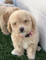 Lily P, a female Poodle - Toy  and Bichpoo for sale in San Diego, CA – 6 of 8