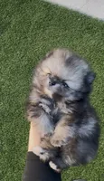 Wolfie, a male Pomeranian for sale in San Diego, CA – Photo 10 of 10