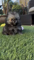 Wolfie, a male Pomeranian for sale in San Diego, CA – Photo 4 of 10