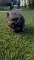 Wolfie, a male Pomeranian for sale in San Diego, CA – Photo 5 of 10