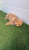 Miko 💙 Adorable Bichpoo Puppy | Designer dog, a male Poodle - Toy  and Bichpoo for sale in San Diego, CA – 8 of 10