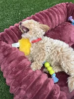Angel ❤️ Adorable doodle Puppy Ready to go home now , a male Poodle - Toy  for sale in San Diego, CA – 10 of 10