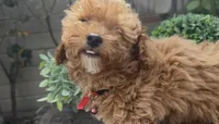 tiny Red girl bichpoo  Mother's day sale!, a female Poodle - Toy  and Bichpoo for sale in San Diego, CA – Photo 6 of 9