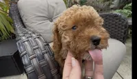 tiny Red girl bichpoo  Mother's day sale!, a female Poodle - Toy  and Bichpoo for sale in San Diego, CA – Photo 8 of 9